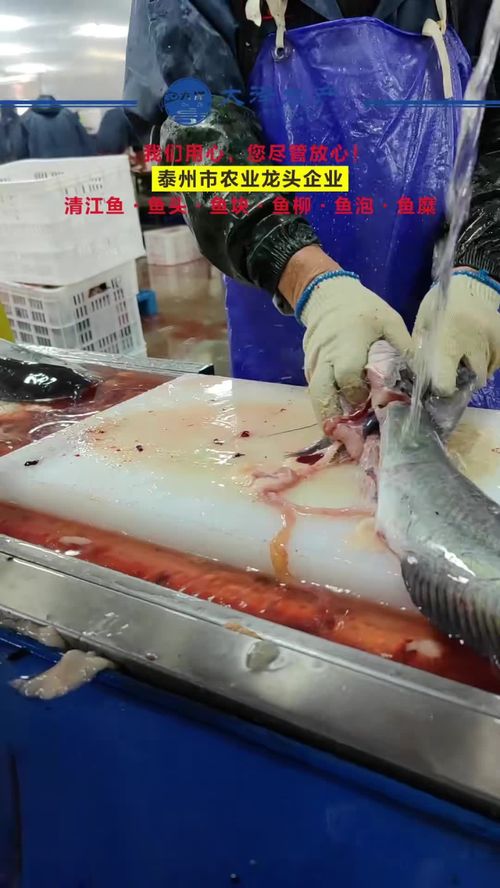 源头工厂 车间实拍 工厂实拍 水产 鮰鱼柳 为一线工人点赞
