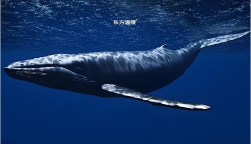 东方温暖发布鲸鱼智能马桶盖p05 以自然灵感重塑卫浴科技